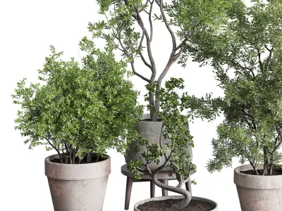 Tree and Bush in an old earthenware vase indoor collection 339 Low-poly 3D model