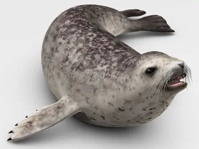 Harbor Seal 3D model