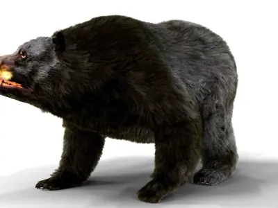 Fur Black Bear animated Low-poly 3D model
