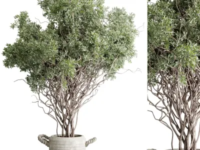 Indoor Plant Set 499 - Tree in old concrete pot 3D model