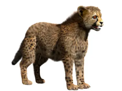 Cheetah-Baby cheetah 3D model