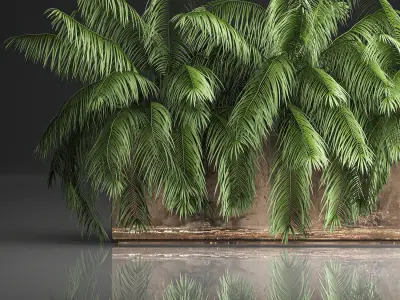 Palm bushes in a pot for the interior 952 3D model