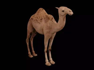 Dromedary camel Low-poly 3D model