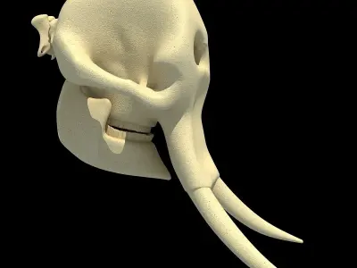 Realistic Elephant Skull 3D model