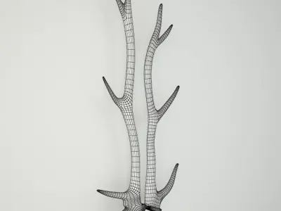 Natural Shed Deer Antlers 3D model