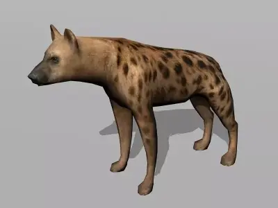hyena Low-poly 3D model purchase