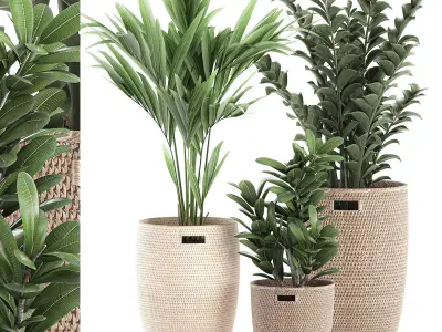 Decorative plants in a basket 568 3D model