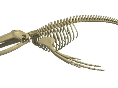 Humpback Skeleton 3D model