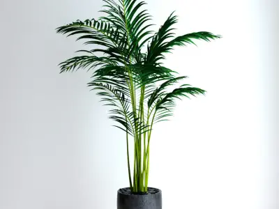 Areca Palm 3D model purchase