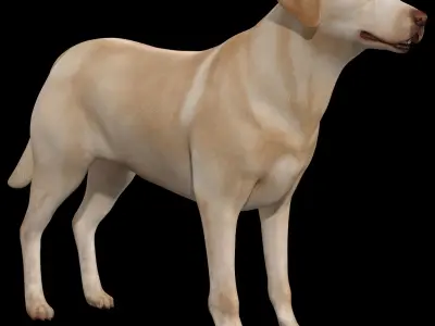 Dog - Labrador Retriever Rig 3D model