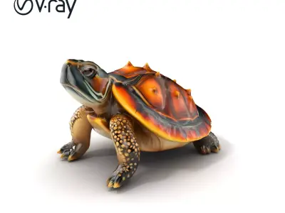 Spiny Softshell Turtle Detailed D Model Pack Low-poly 3D model