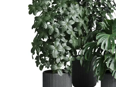 indoor plant set 308 pot palm ficus rubbery monstera Low-poly 3D model