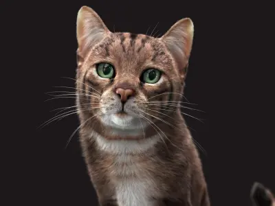 Cat Grey Tabby RIG  XGEN version 3D model