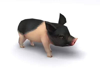 pig pet pig swine hog hoggery Low-poly 3D model