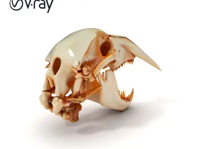 Detailed Animal Skull D Model Pack Low-poly 3D model