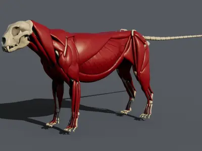 Leopard anatomy 3D model
