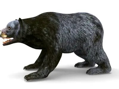 Black Bear Rigged 3D Models Low-poly 3D model