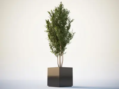 Tall tree in planter 3D model
