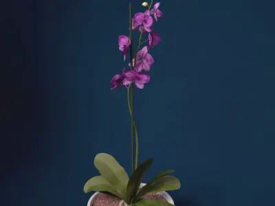 XfrogPlants Orchid 3D model