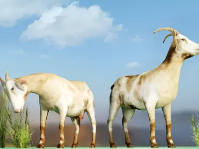 Goat - Male and Female Low-poly 3D model