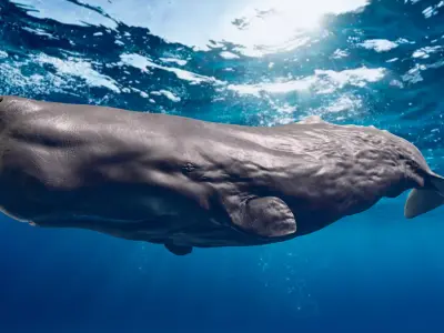 Sperm Whale Animated Low-poly 3D model