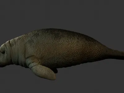 Manatee - Peixe-boi Low-poly 3D model