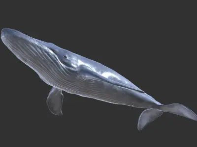 Blue Whale  Low-poly 3D model buy