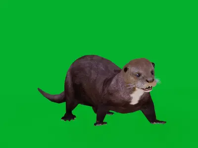 Giant Otter Arianha Low-poly 3D model