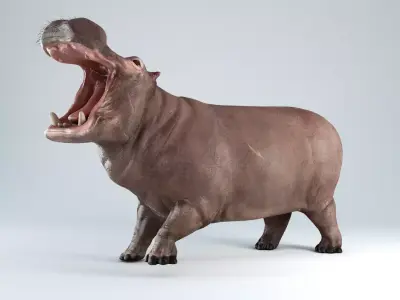 Hippopotamus Rigged 3D model
