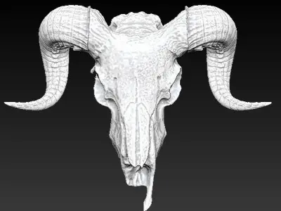 Ram skull 3D print model