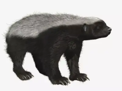 Honey badger with realistic fur Low-poly 3D model
