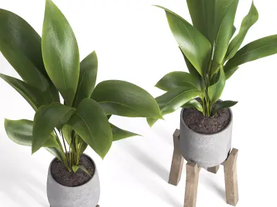 indoor plant 044 3D model