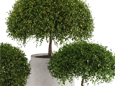 Set 4 indoor and outdoor Aglaia odorata planters 3D model