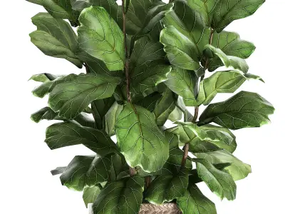 Ficus lyrata tree in rattan basket for the interior 859 3D model