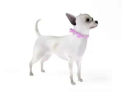 White Female Chihuahua 3D model