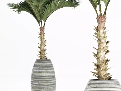 Plants Collection 182 Palm 3D model