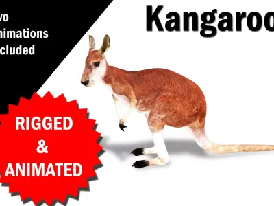 Kangaroo Rigged and Animated 3D model