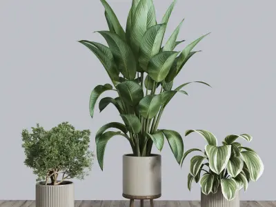 indoor plant set 376 plant ficus rubbery tree palm Low-poly 3D model