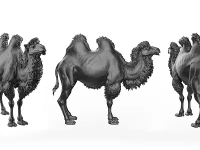 Bactrian Camels  - TPose 3D model