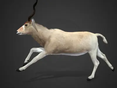Addax Antelope Realistic 3D model