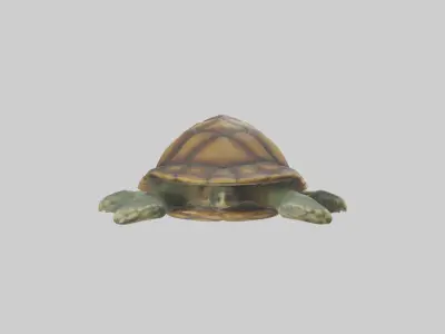 Lying Turtle Model 1 Low-poly 3D model