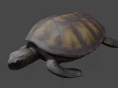 Realistic Turtle 3D Model 3D model