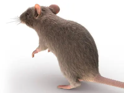 Rat - mice 3D model