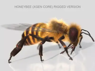 HONEYBEE XGEN CORE RIGGED 3D model