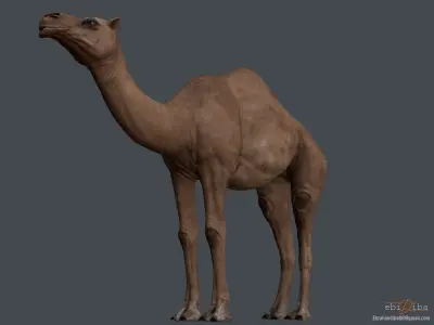 Camel   in game Low-poly 3D model