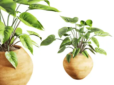 Faux Banana Syngonium in Terracotta Pots Low-poly 3D model