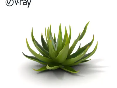 Aloe Succulent Model Pack for D Design and Rendering Low-poly 3D model