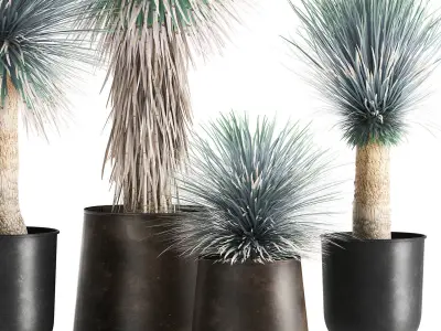 Yucca rostrata in a flowerpot for the interior 1014 3D model