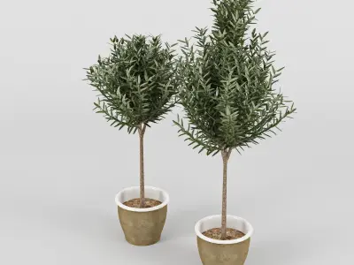 Olive Tree in Pot 3D model