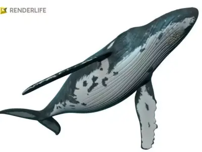 Humpback Whale with animation 3D model